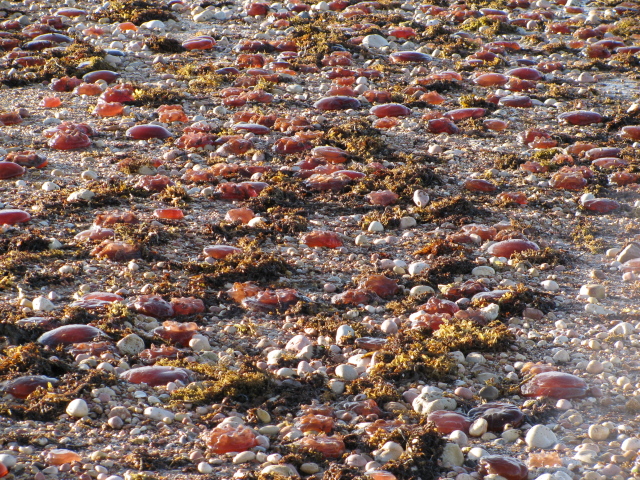 Sea Shells Exmouth Beach