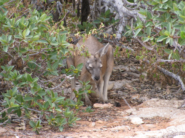Black Footed Wallaby near Yardie Creek