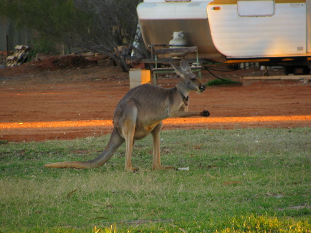 Murchison Settlement